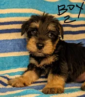 Snorkie (Sebastian), a male Miniature Schnauzer and Yorkshire Terrier for sale in Austin, TX – 3 of 3