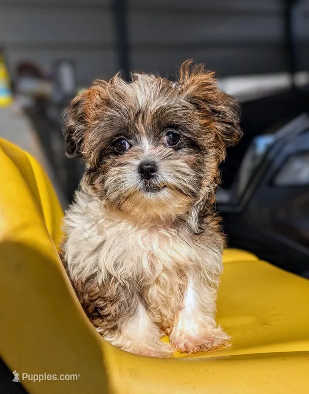 Tilly – Shih Tzu puppy for sale in Austin, TX