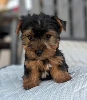 Strudel, a male Yorkshire Terrier and Morkie for sale in Austin, TX – 2 of 2