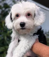 Perseus , a male Yorkipoo for sale in Austin, TX – 2 of 7