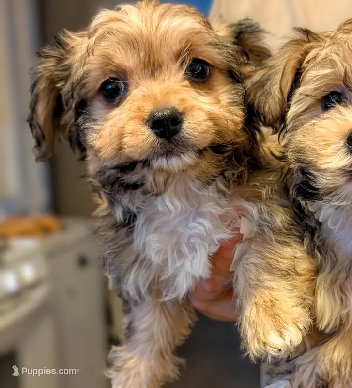 Presley – Yorkshire Terrier, Morkie puppy for sale in Austin, TX
