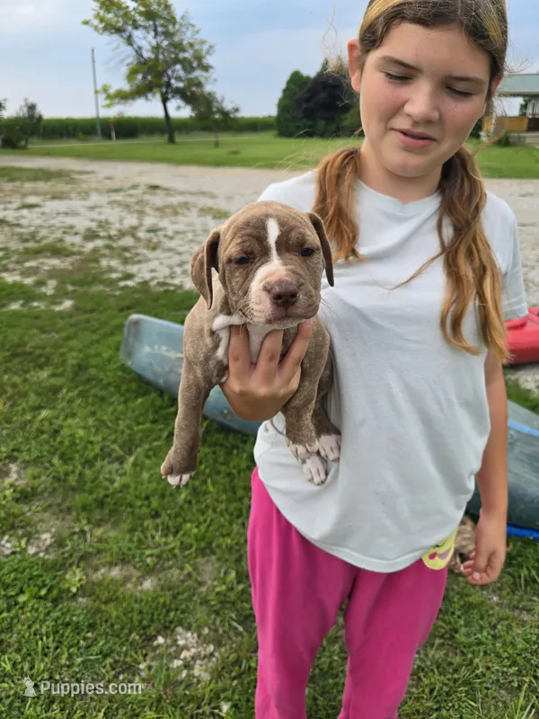 "Menyana"  – American Pit Bull Terrier puppy for sale in Frankfort, IN