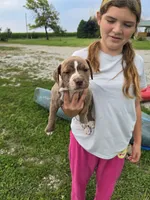 "Menyana" , a female American Pit Bull Terrier for sale in Frankfort, IN – 1 of 2