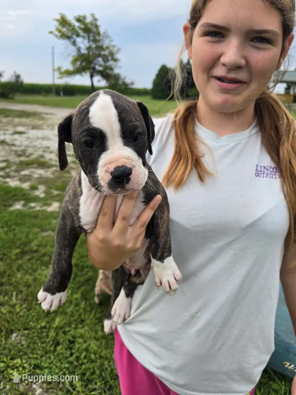 "Boy"  – American Pit Bull Terrier puppy for sale in Frankfort, IN