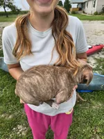 "Menyana" , a female American Pit Bull Terrier for sale in Frankfort, IN – 2 of 2