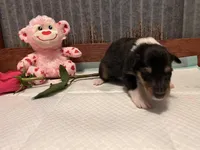 Beth , a female Collie for sale in Park, KS – Photo 3 of 10