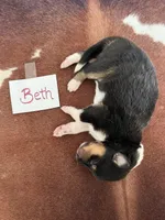 Beth , a female Collie for sale in Park, KS – Photo 8 of 10