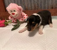 Beth , a female Collie for sale in Park, KS – Photo 5 of 10