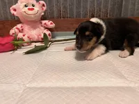 Beth , a female Collie for sale in Park, KS – Photo 7 of 10