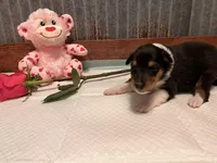 Beth , a female Collie for sale in Park, KS – Photo 1 of 10