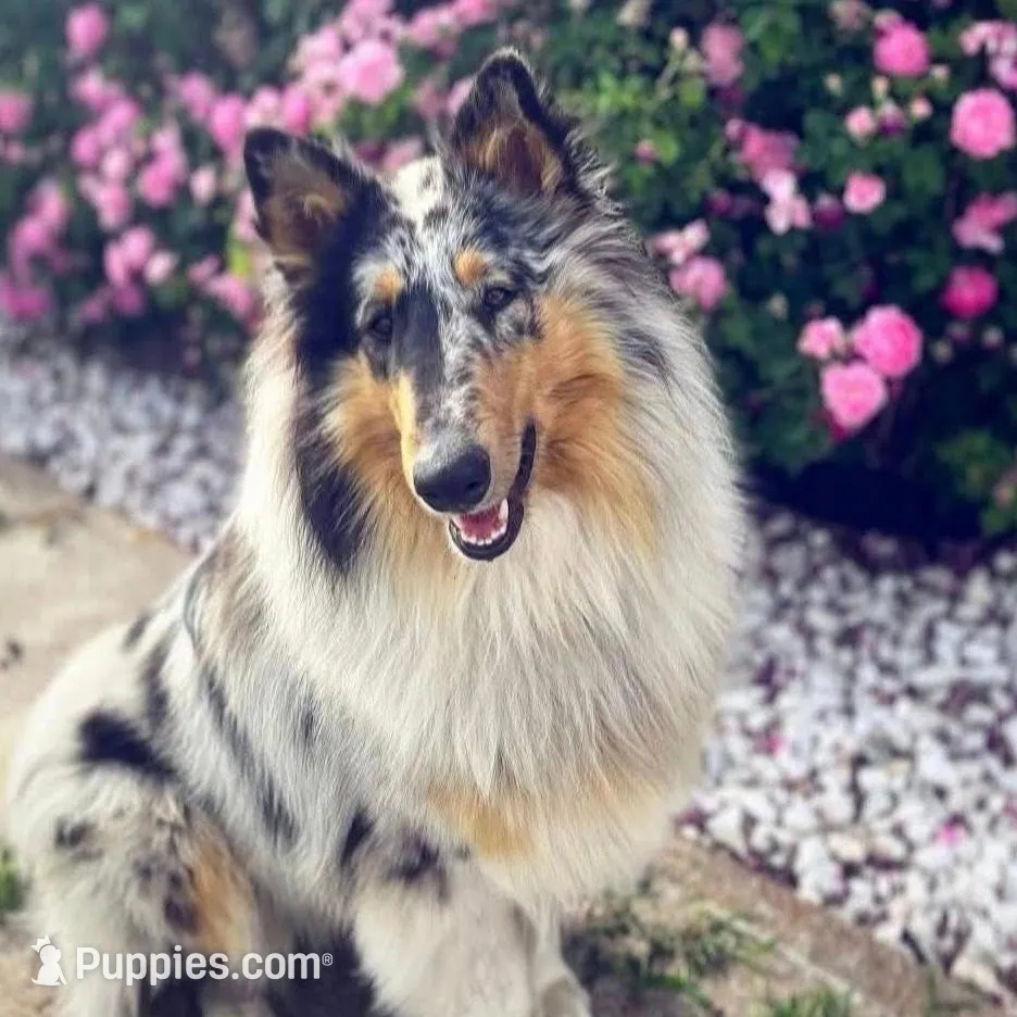 Beth , a female Collie for sale in Park, KS – Photo 10 of 10