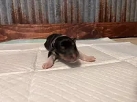 Beth , a female Collie for sale in Park, KS – Photo 4 of 10