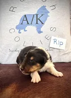 Rip, a male Collie for sale in Park, KS – Photo 8 of 10