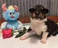 Rip, a male Collie for sale in Park, KS – Photo 5 of 10