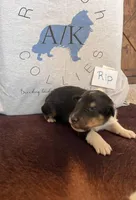 Rip, a male Collie for sale in Park, KS – Photo 7 of 10