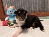 Rip, a male Collie for sale in Park, KS – Photo 1 of 10