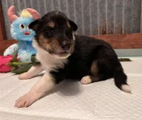 Rip, a male Collie for sale in Park, KS – Photo 6 of 10