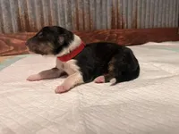 Rip, a male Collie for sale in Park, KS – Photo 4 of 10