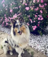 Rip, a male Collie for sale in Park, KS – Photo 9 of 10