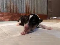 Kayce, a male Collie for sale in Park, KS – Photo 2 of 10