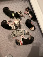 Kayce, a male Collie for sale in Park, KS – Photo 10 of 10