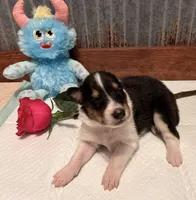 Kayce, a male Collie for sale in Park, KS – Photo 1 of 10