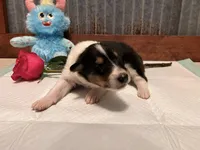 Kayce, a male Collie for sale in Park, KS – Photo 3 of 10