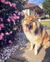 Kayce, a male Collie for sale in Park, KS – Photo 9 of 10