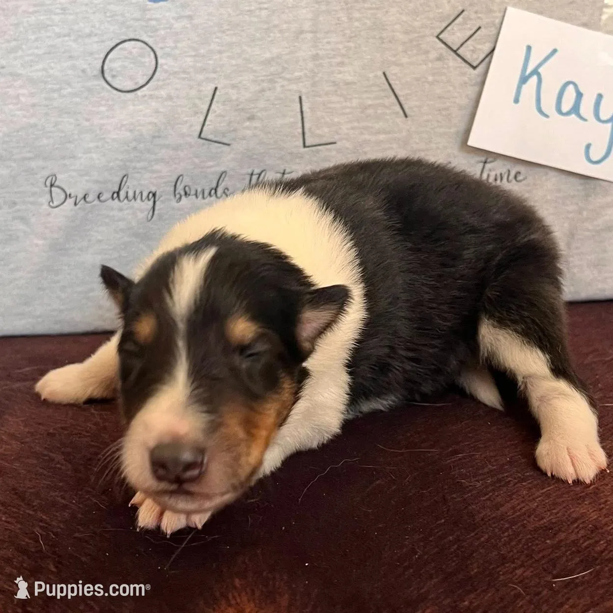 Kayce, a male Collie for sale in Park, KS – Photo 6 of 10