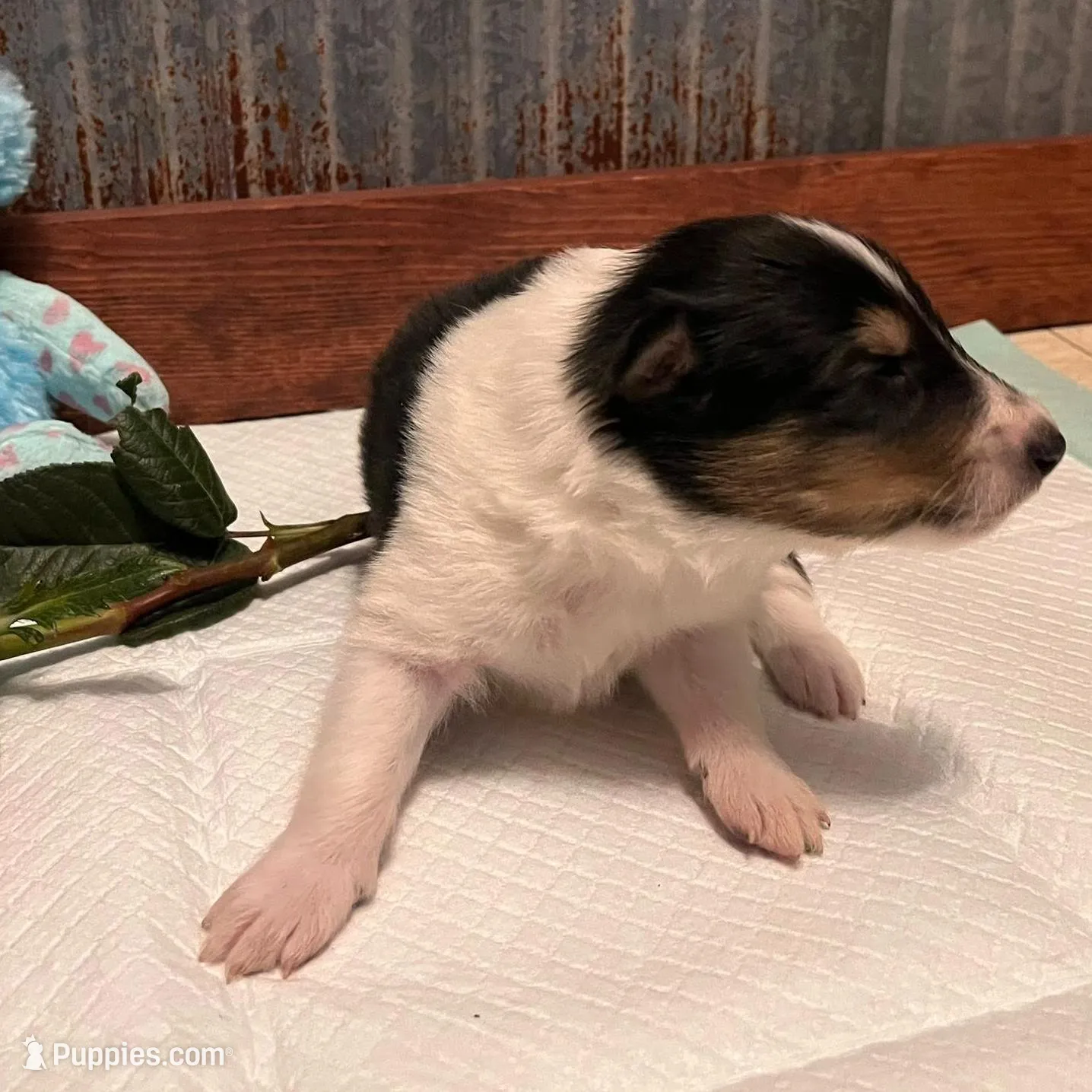 Kayce, a male Collie for sale in Park, KS – Photo 7 of 10