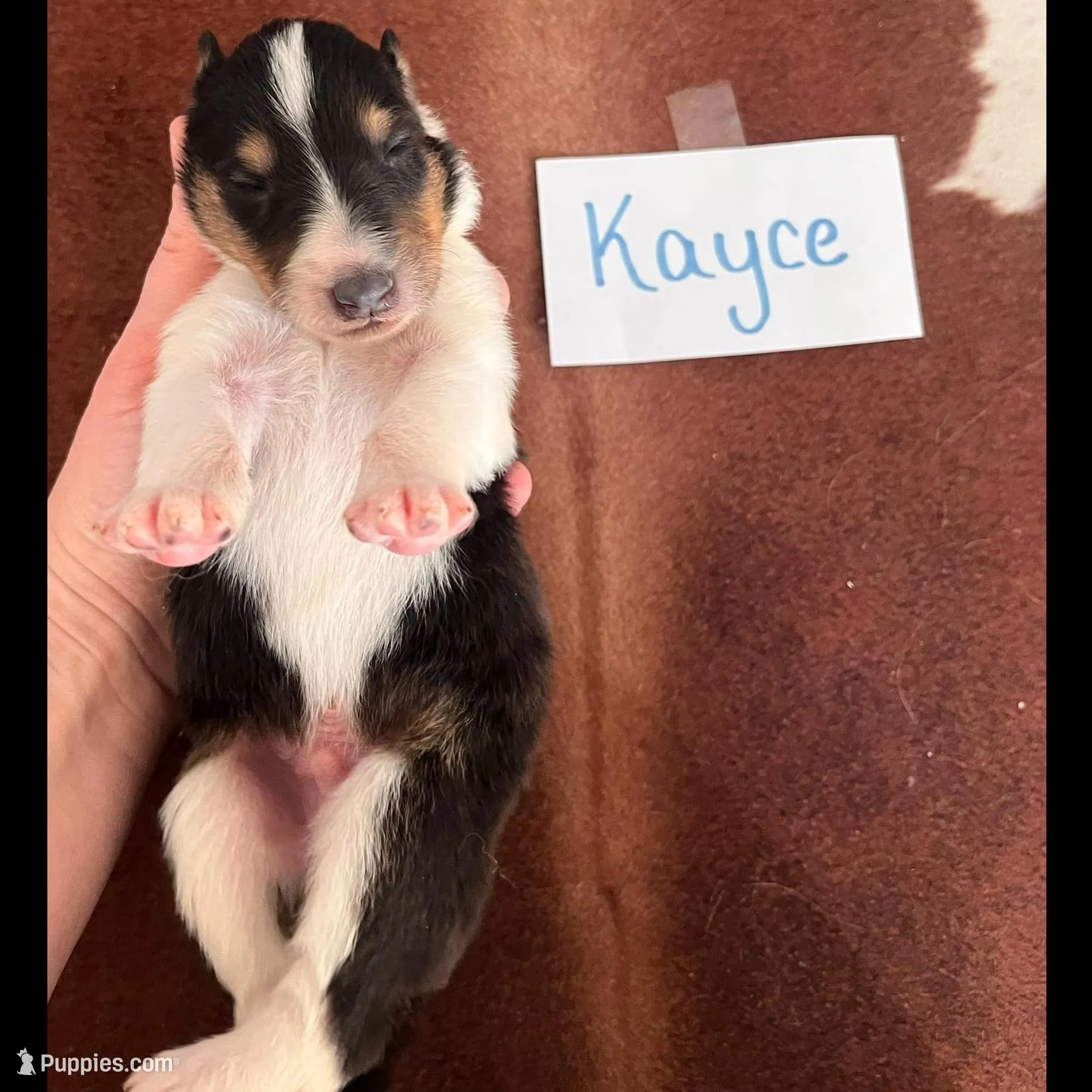 Kayce, a male Collie for sale in Park, KS – Photo 5 of 10