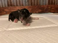 Jimmy, a male Collie for sale in Park, KS – Photo 3 of 10