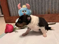 Jimmy, a male Collie for sale in Park, KS – Photo 5 of 10