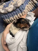 Jimmy, a male Collie for sale in Park, KS – Photo 2 of 10