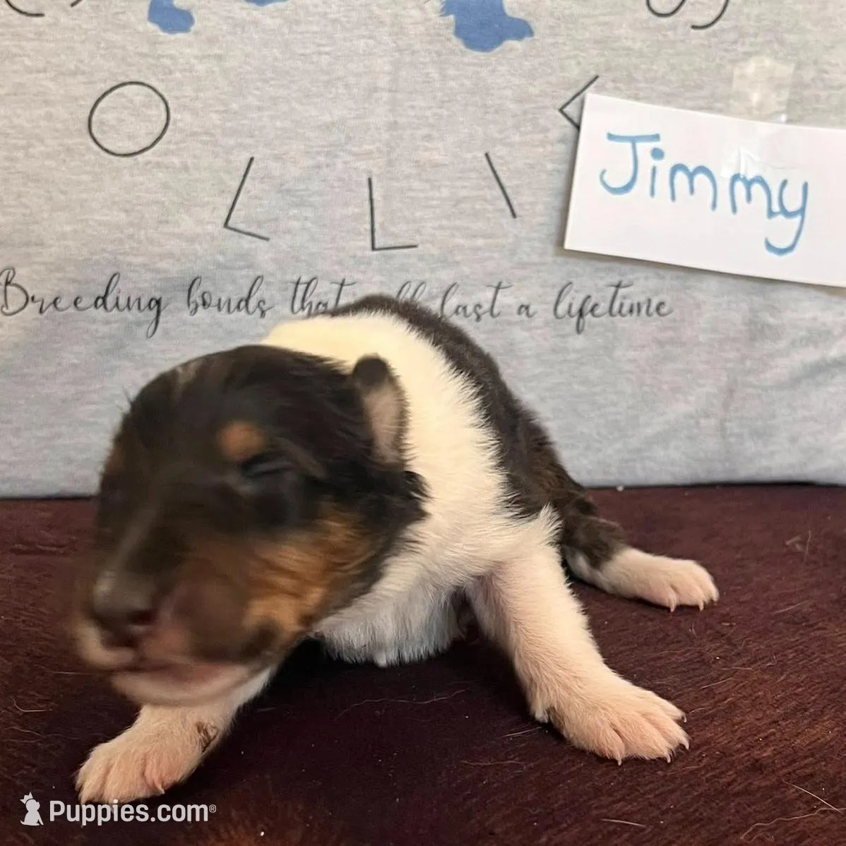 Jimmy, a male Collie for sale in Park, KS – Photo 6 of 10