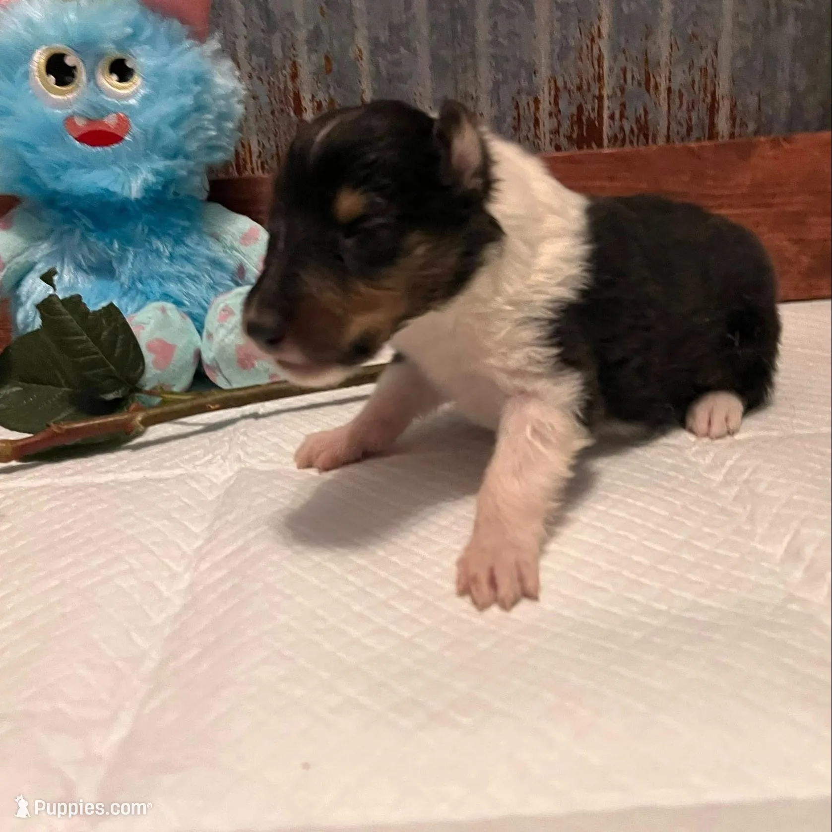 Jimmy, a male Collie for sale in Park, KS – Photo 4 of 10