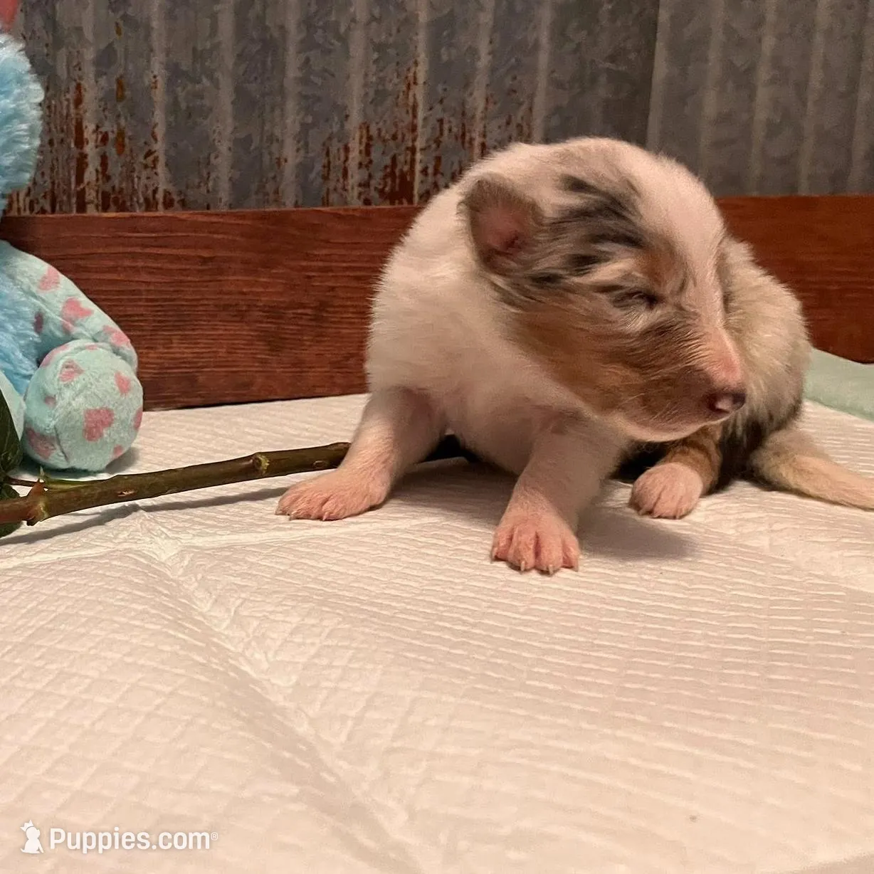 Walker, a male Collie for sale in Park, KS – Photo 5 of 10