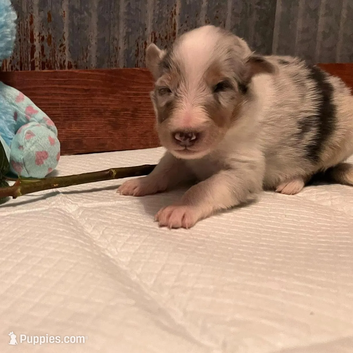 Walker, a male Collie for sale in Park, KS – Photo 3 of 10