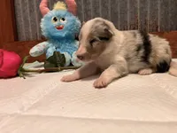 Walker, a male Collie for sale in Park, KS – Photo 1 of 10