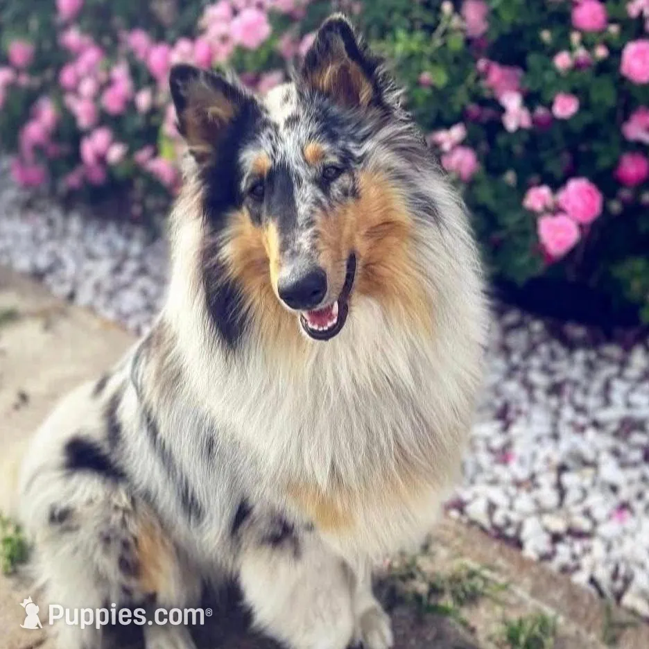 Walker, a male Collie for sale in Park, KS – Photo 9 of 10
