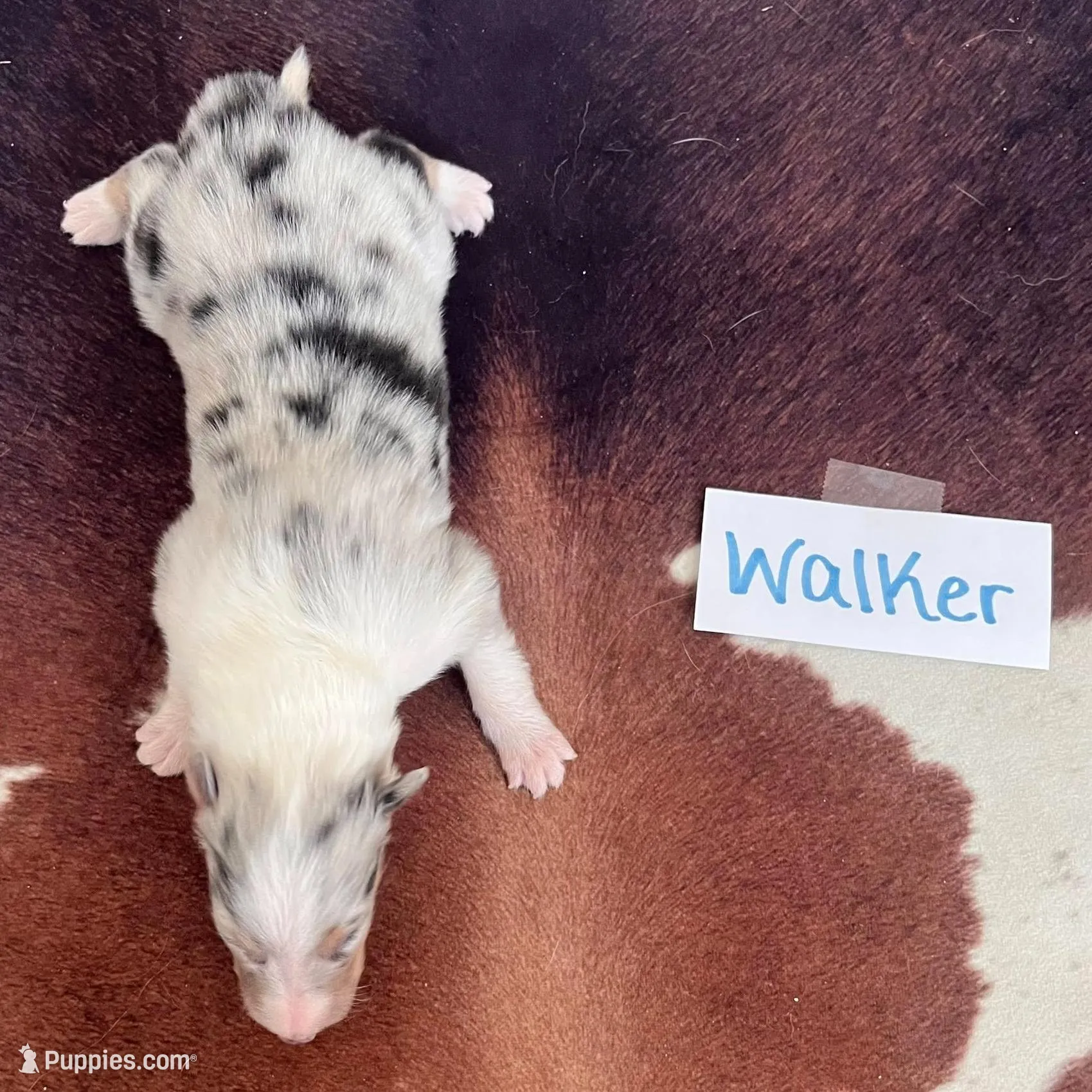 Walker, a male Collie for sale in Park, KS – Photo 8 of 10