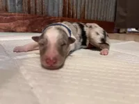 Walker, a male Collie for sale in Park, KS – Photo 2 of 10