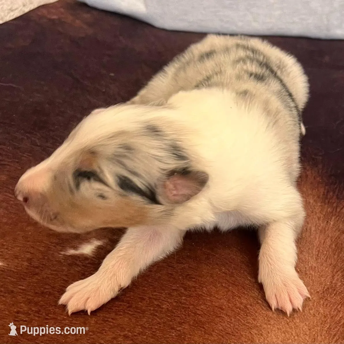 Walker, a male Collie for sale in Park, KS – Photo 4 of 10