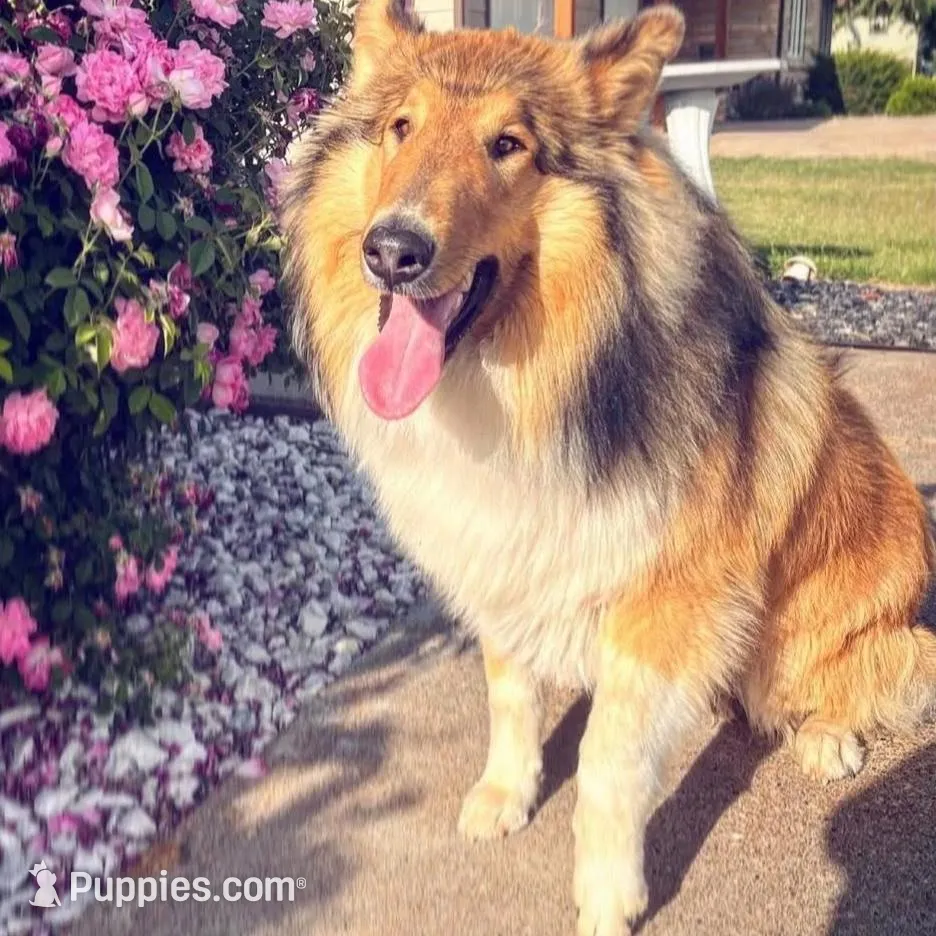 Walker, a male Collie for sale in Park, KS – Photo 10 of 10