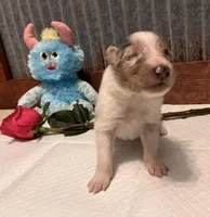 Walker, a male Collie for sale in Park, KS – Photo 6 of 10