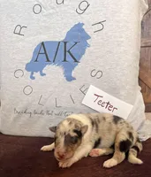 Teeter, a female Collie for sale in Park, KS – Photo 5 of 10