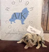 Teeter, a female Collie for sale in Park, KS – Photo 4 of 10