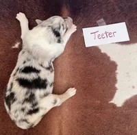 Teeter, a female Collie for sale in Park, KS – Photo 7 of 10