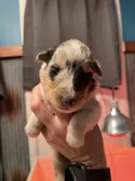 Teeter, a female Collie for sale in Park, KS – Photo 2 of 10