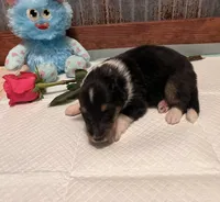 Jamie, a male Collie for sale in Park, KS – Photo 3 of 10